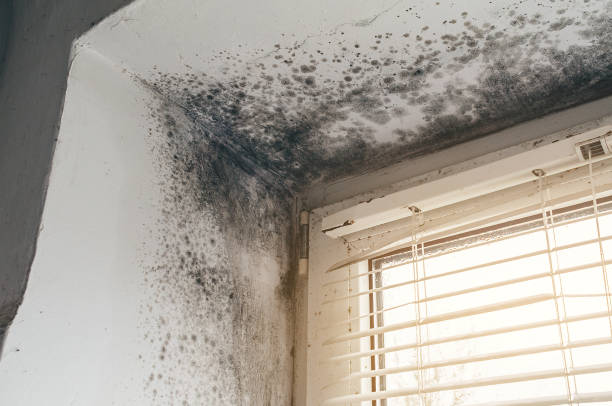 Affordable Basement Mold Removal solutions in Missouri City, TX